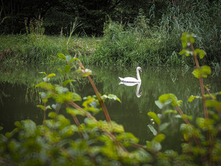A white swan is swimming in a pond