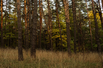 Fototapeta premium Serene autumn forest with tall trees and golden grass in late afternoon light