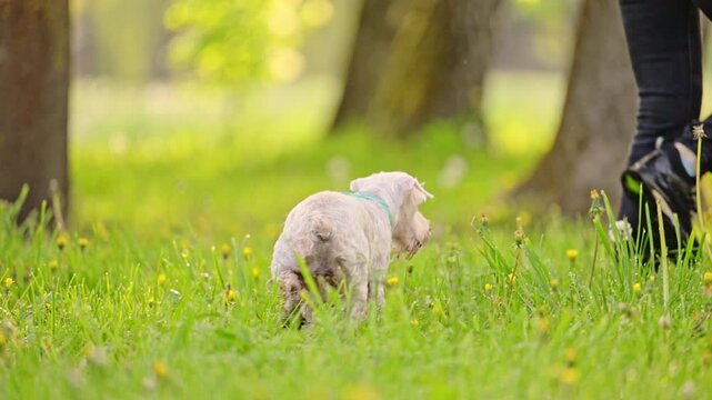 Miniature white Schnauzer dog running in the park, 4k footage.