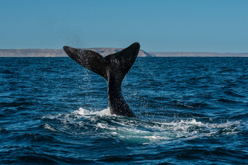 Fototapeta premium Sohutern right whale tail lobtailing, endangered species, Patagonia,Argentina