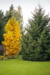 Tulip tree, autumn leaves in beautiful colors.
