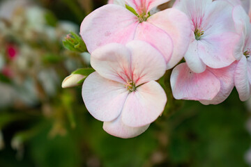 Obraz premium pink flowers