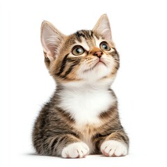 Obraz premium Adorable tabby kitten with curious eyes sitting on white background, perfect for pet-themed projects or animal lovers.