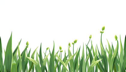 Fototapeta premium The growth of green plants. Growth concept and restart isolated with white highlights, png