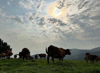 Rebaño de vacas en A Capelada, Galicia