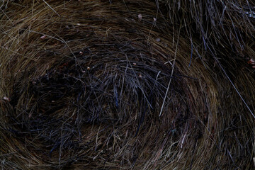 texture of the grass