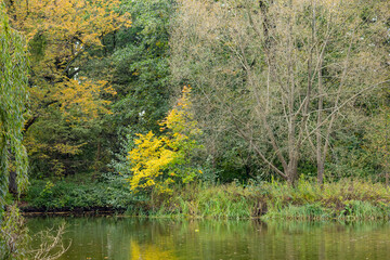 Scenic autumn landscape of trees with yellow and green foliage by the lake in a peaceful park. Concept of tranquil nature, seasonal changes, and outdoor relaxation