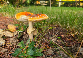 fly agaric mushroom in the garden