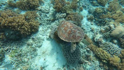 coral reef 