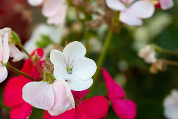 pink and white flowers