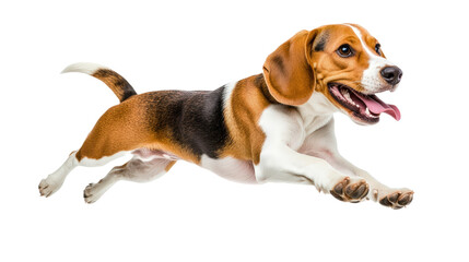 beagle puppy running, jumping,  isolated, transparent, png, background