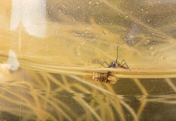 Aedes aegypti, Aedes aegypti mosquito proliferating inside a plastic bottle with still water. Selective focus.