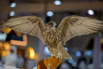 Portrait for Hawk in Katara International Hunting and Falcons Exhibition 2024 (Shail)