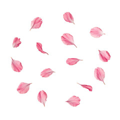 Fototapeta premium Elegant Cherry Blossom Floral Frame with Pink Petals on Transparent Background – Spring Botanical Design Template