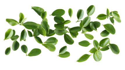 flying green leaves isolated on white background, fresh foliage scattered in motion for natural decorative design, botanical elements, cut out