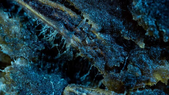 Super Macro Time-Lapse of Bread Mold Growth