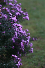 Astry "marcinki" jesienne kwiaty. Fioletowe kwiaty, kwitnące na fioletowo. Ogrodkowe kwiaty. © ICON