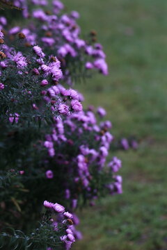 Astry "marcinki" jesienne kwiaty. Fioletowe kwiaty, kwitnące na fioletowo. Ogrodkowe kwiaty.