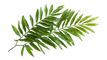 Obraz premium Green palm leaf isolated on white background, tropical plant frond for floral arrangements and natural designs, cut out