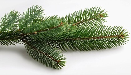 christmas tree branch