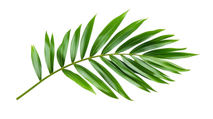 Fototapeta premium Green palm leaf isolated on white background, tropical plant frond for floral arrangements and natural designs, cut out