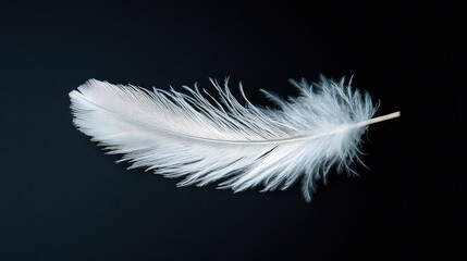 Elegant White Feather on Dark Background