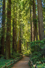Boardwalk through the redwoods  in Muir woods National Monument near San Francisco in California,...