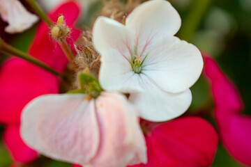 pink and white flower