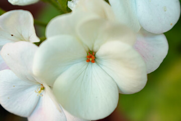 white flower in the garden
