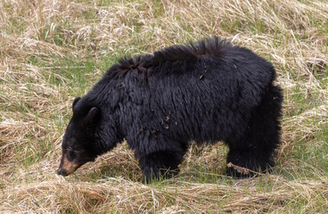 Fototapeta premium Black Bear in Springtime in Yellowstone National Park Wyoming
