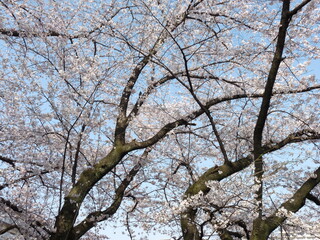 Fototapeta premium Cherry Blossoms 1