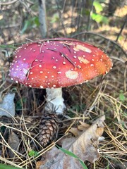 fly agaric mushroom