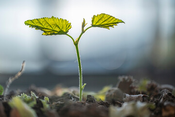 A small hazelnut plant is growing in a pile of dirt and leaves