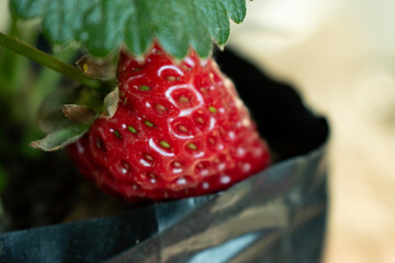 strawberry in a garden