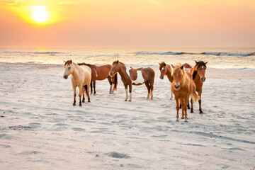 Wild ponies on the beach at sunrise at Assateague Island