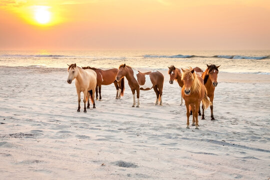 Wild ponies on the beach at sunrise at Assateague Island