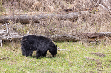 Black Bear in Springtime in Yellowstone National Park Wyoming