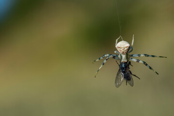 A spider is holding a fly in its mouth