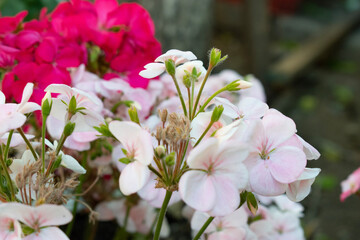 pink and white flowers