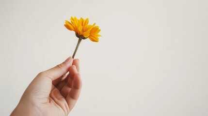 A hand holds a single yellow daisy against a white background, a simple reminder to choose kindness always.