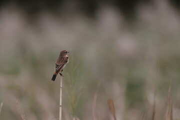Common Stonechat on the way to Southeast Asia in autumn