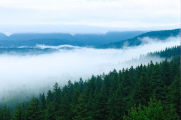 Serene mountain landscape with fog rolling through evergreen forests, creating a peaceful and mystical scene in nature. Generative AI