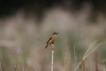 Common Stonechat on the way to Southeast Asia in autumn
