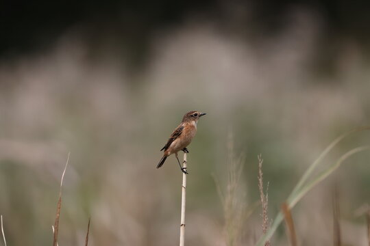 Common Stonechat on the way to Southeast Asia in autumn