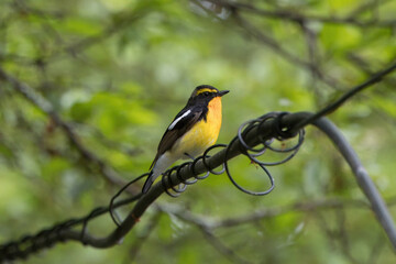 枝にとまるキビタキの雄