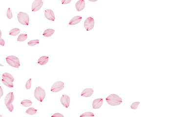 Pink Petals on Transparent Background