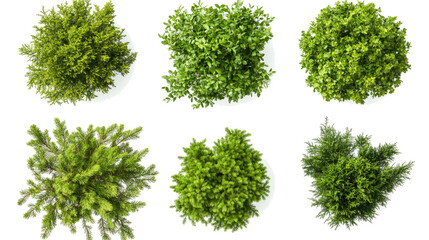 Green Trees and Shrubs Seen From Above on Clear Background Generative AI