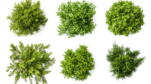 Green Trees and Shrubs Seen From Above on Clear Background Generative AI