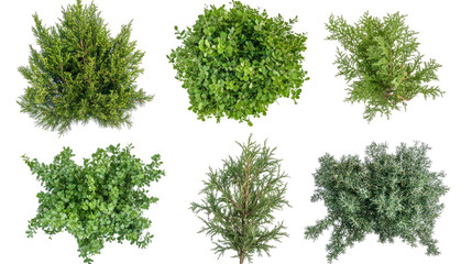 Fototapeta premium Green Trees and Shrubs on Transparent Background Generative AI