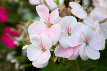 pink flowers